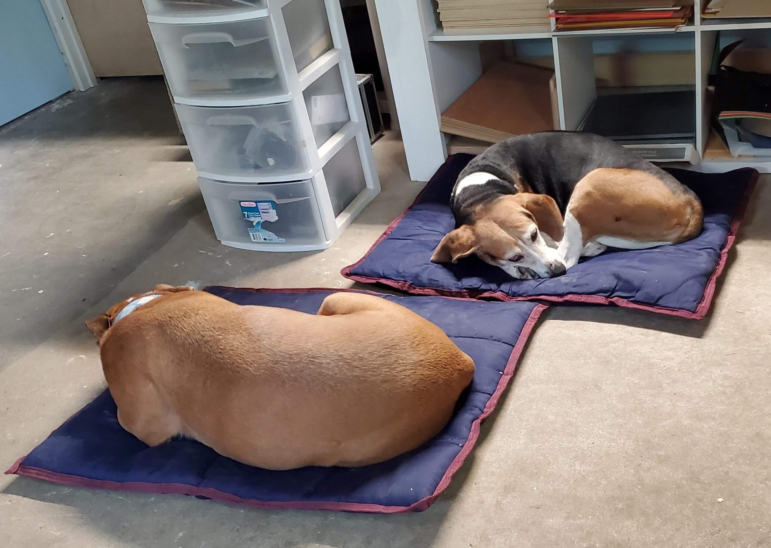 beau and lady napping in shop the genie