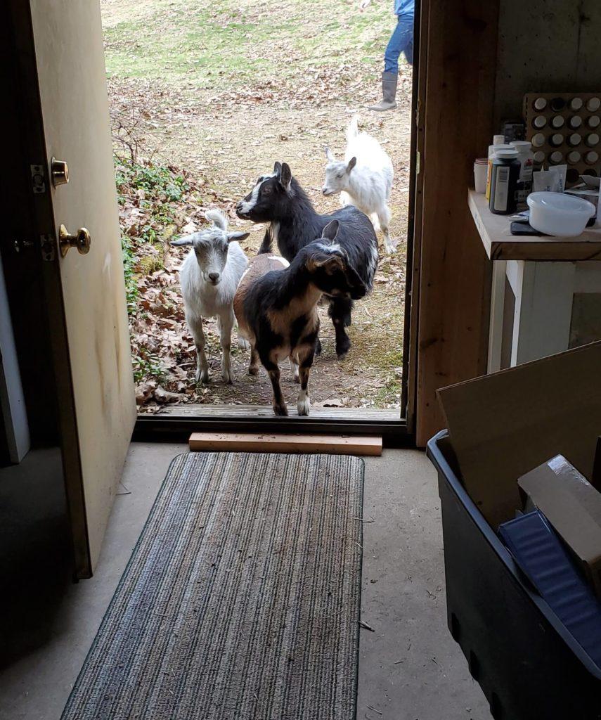 goats entering shop the genie